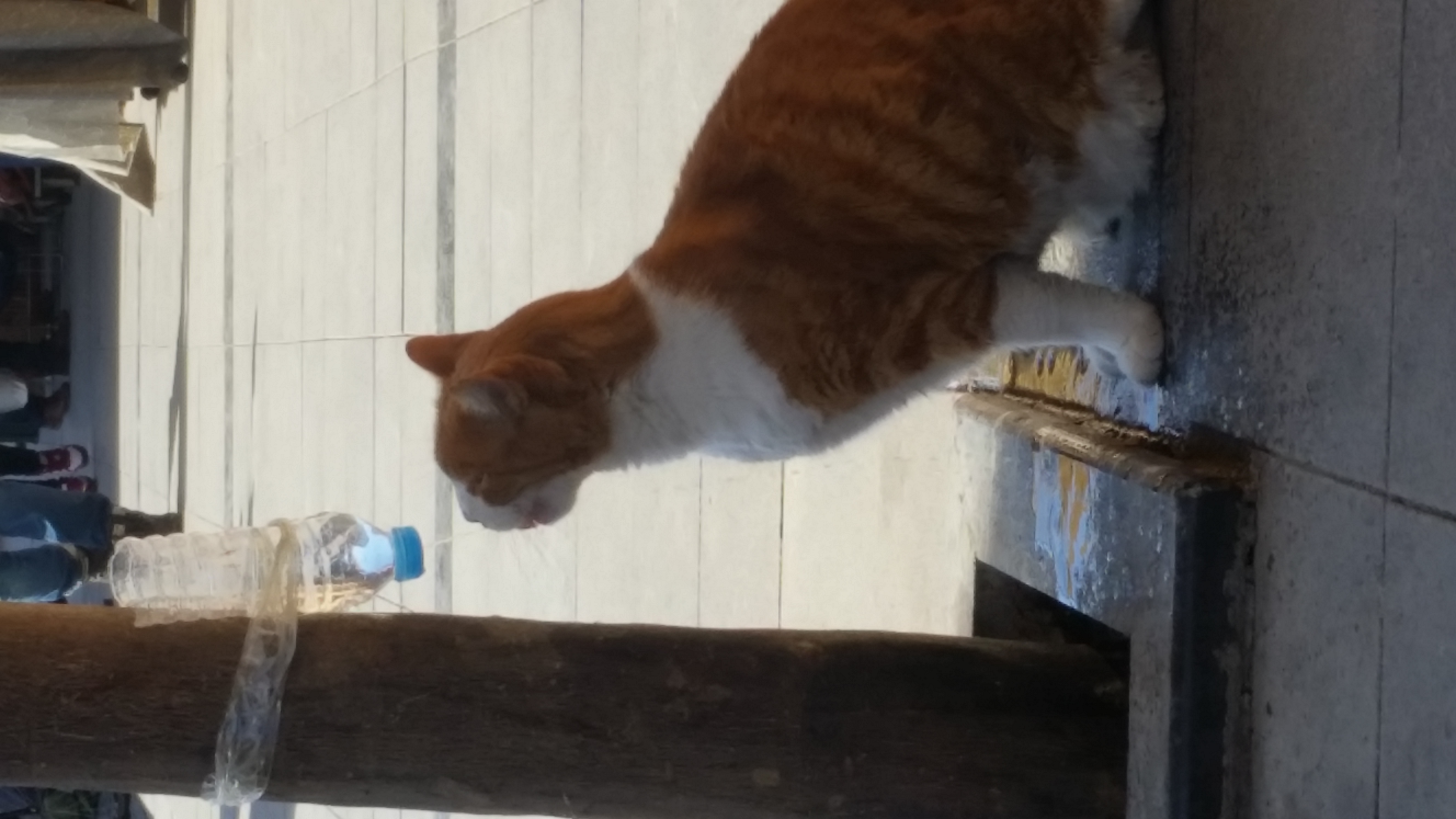 Çukurambar sineklik